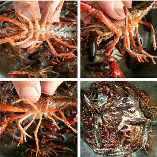 六安青红虾 4-6钱 稻田虾 