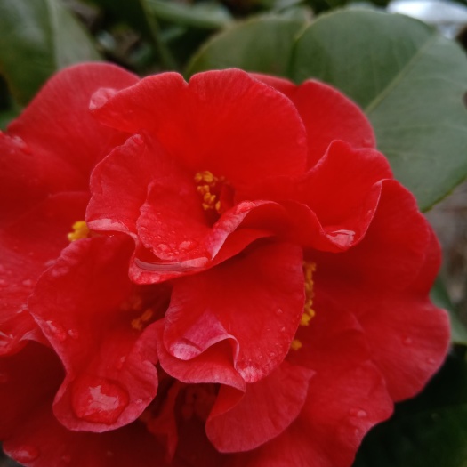 芜湖茶花树 10~20cm 