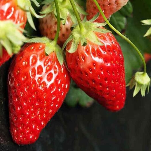 泰安章姬草莓苗 10~20公分 地栽苗 