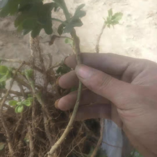亳州金丝黄菊苗 