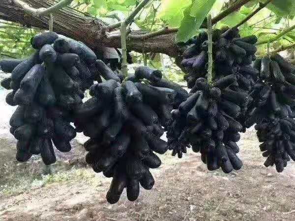 怀来县蓝宝石葡萄苗 供应各种葡萄苗
