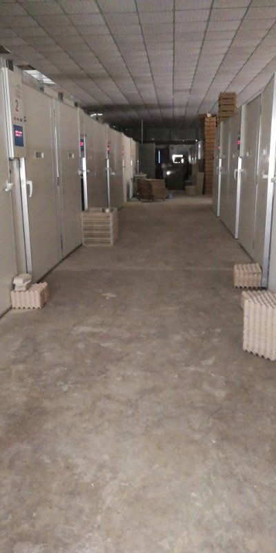 青脚麻鸡苗  快大青脚麻公苗 铁脚麻鸡苗 90天8斤 一手货源 诚信经营