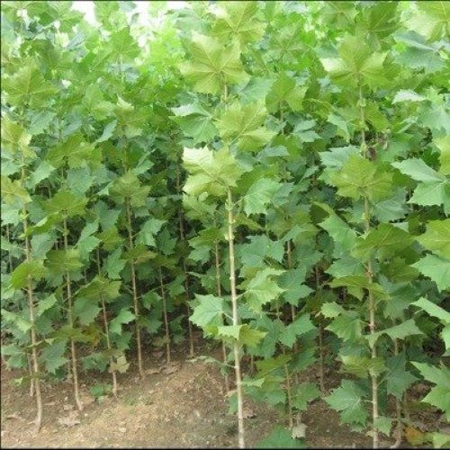 沭阳县速生法桐 