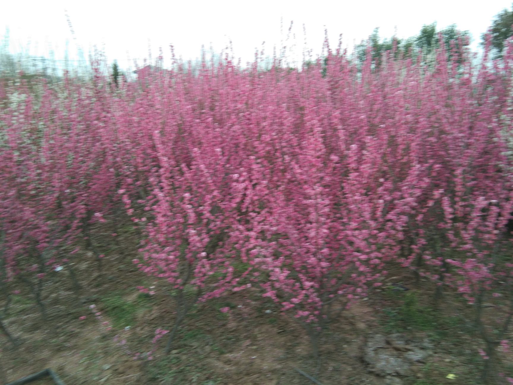 红梅 原生骨里红