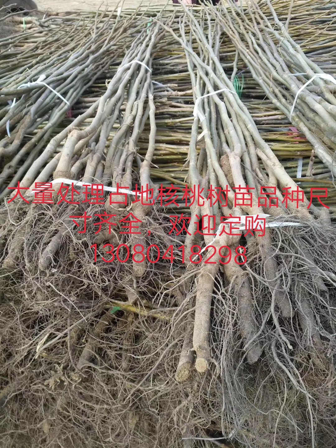 薄皮核桃苗 