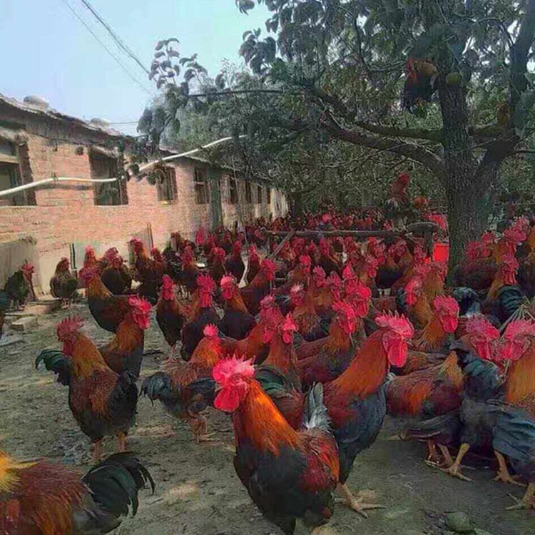 草鸡苗  草原红公苗 温氏2号麻鸡苗  诚信经营