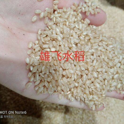 荆州圆粒粳稻 虾田晚稻105晚粳