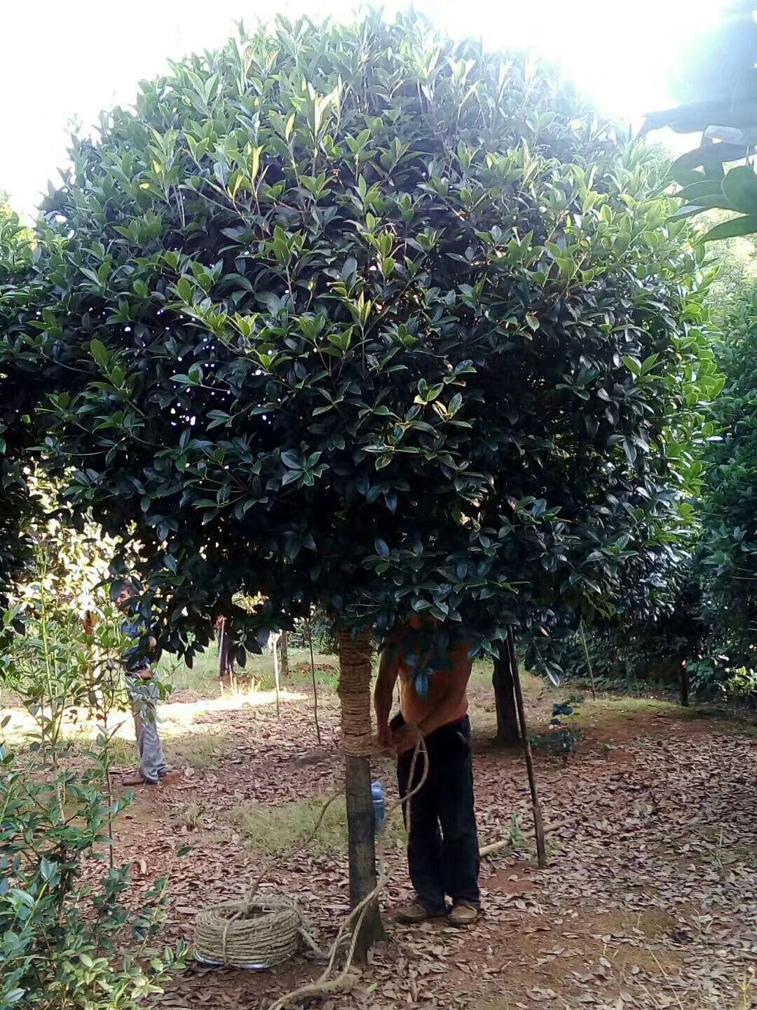 八月桂 
