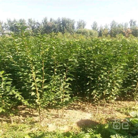 朝阳县毛桃苗 0.5~1米 