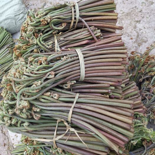 安顺野生蕨菜 鲜货 