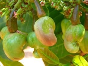 蒙自市腰果 1个月 包装