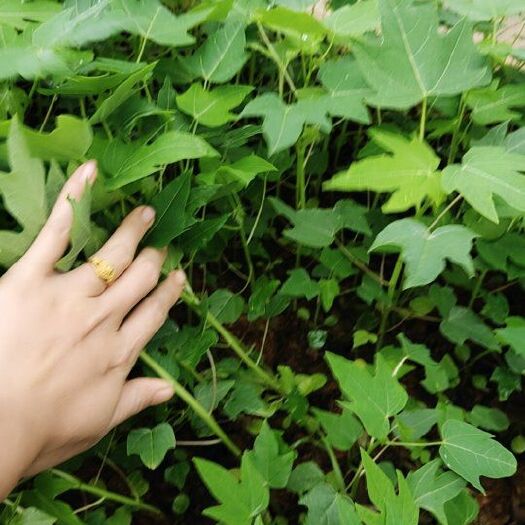 灵山县红心木瓜苗  