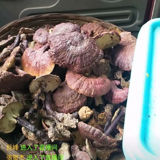 弥勒市赤灵芝 