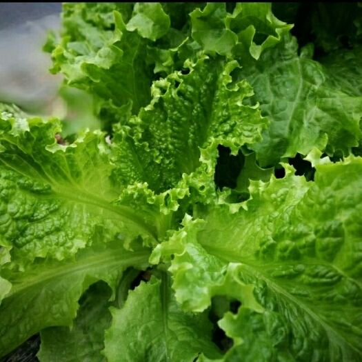 上海意大利生菜 7~8两