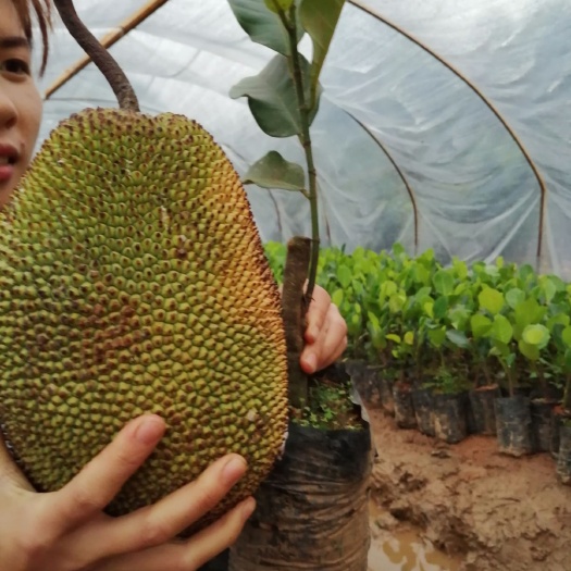 灵山县越南菠萝蜜苗 
