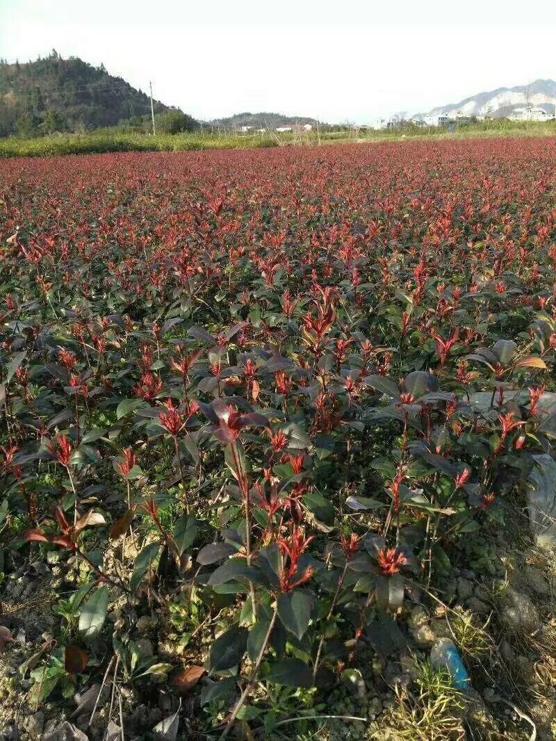八月桂 