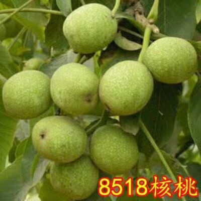 平邑县 果树苗核桃苗薄皮核桃树苗8518纸皮核桃苗地栽核桃苗当年结果