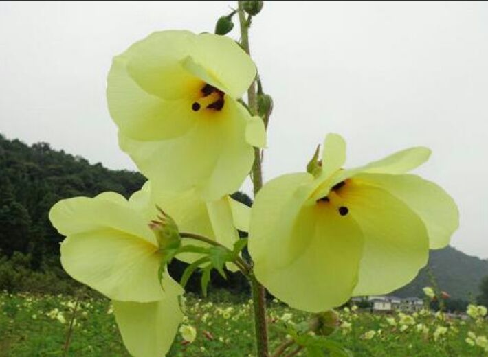 菜芙蓉种子 精品种子，金花葵种子 需要的联系   吆五吆零九三六五四六三