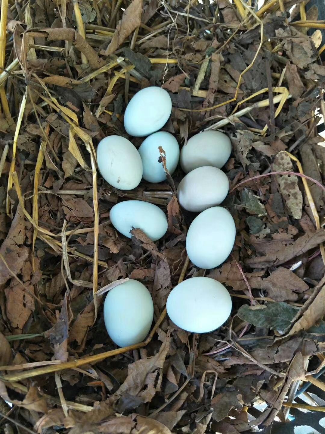 麻羽绿壳蛋鸡苗产蛋鸡苗