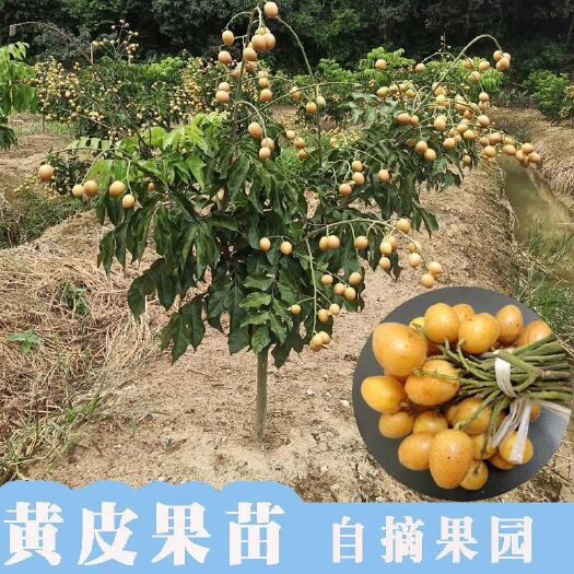 普宁市无核黄皮果苗
