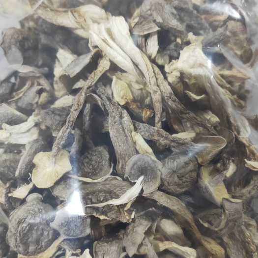 漳州鹿茸菇 人工种植 干货 箱装