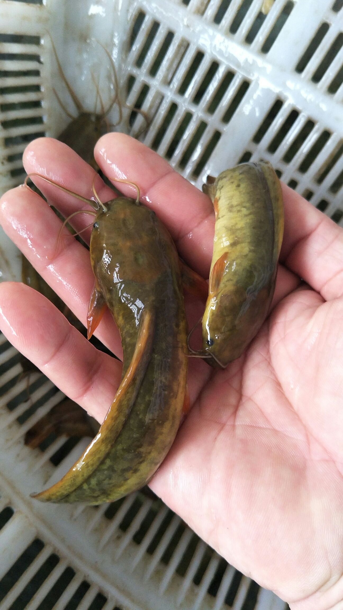 本地塘鲺