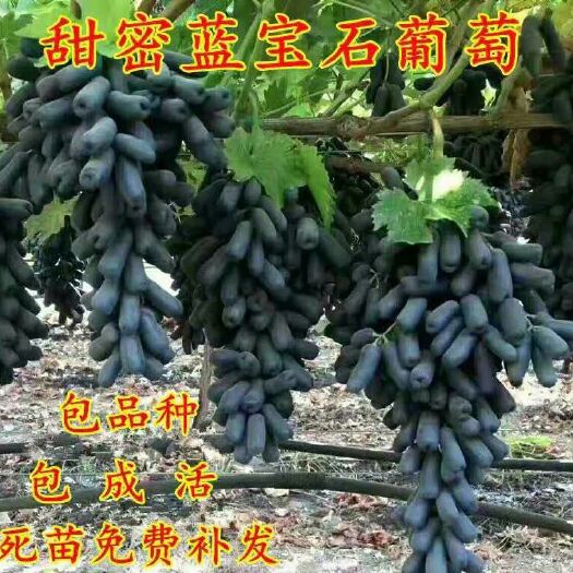 平邑县蓝宝石葡萄苗 