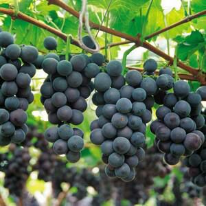 巨峰葡萄苗