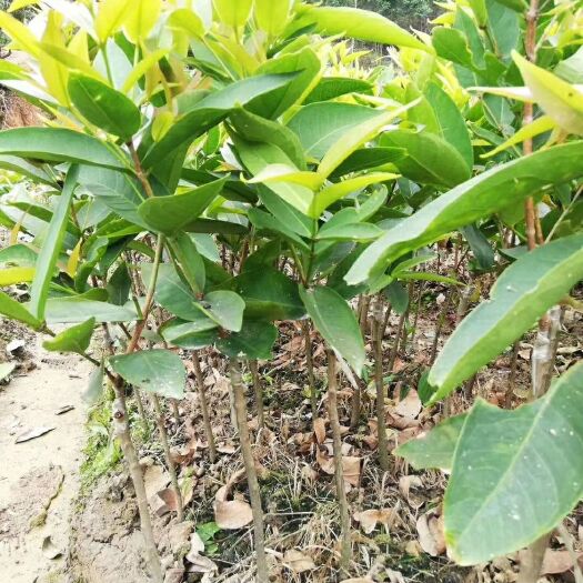 灵山县黑金刚莲雾苗 