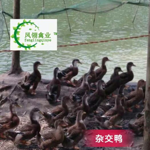 东兴市杂交鸭苗 