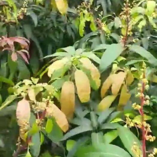 佛山金煌芒果苗 