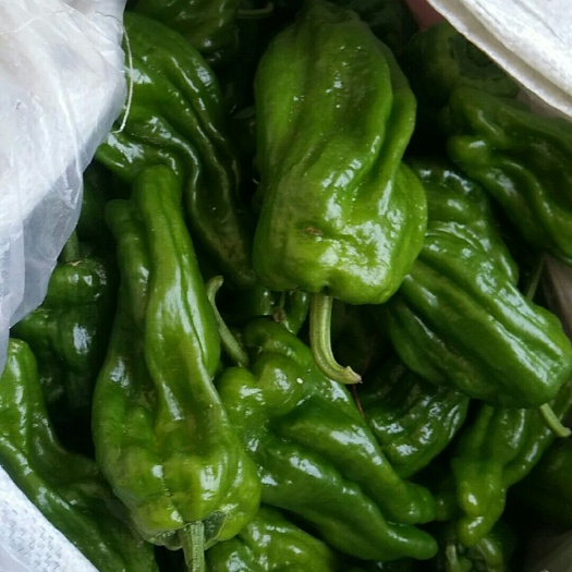 沂水县薄皮辣椒苏椒五号螺丝椒 10~15cm 中辣 靑色
