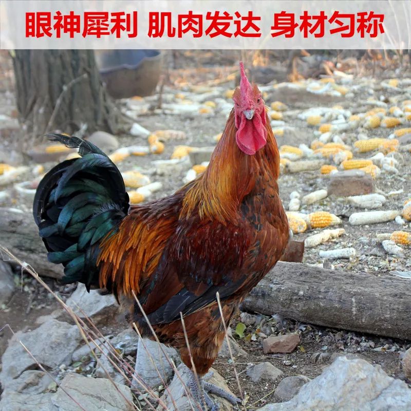 大红公鸡 5-6斤 公 