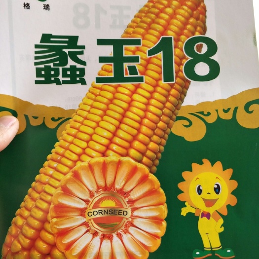 滑县蠡玉18玉米种子 常规种 ≥97% 