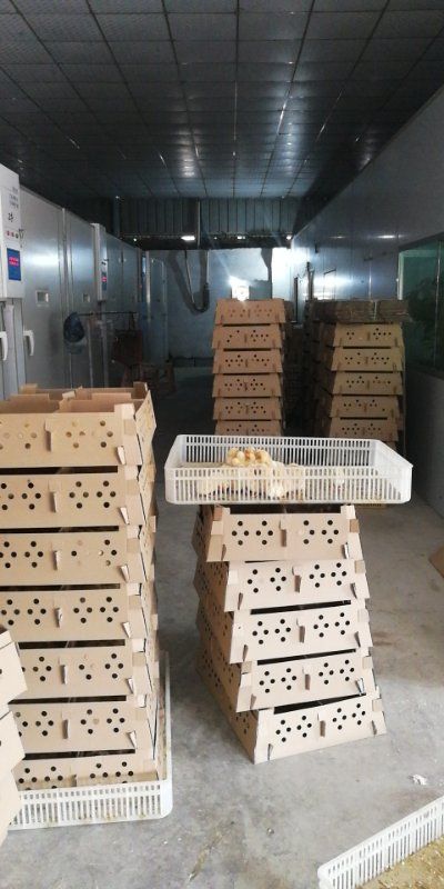 青脚麻鸡苗  快大青脚麻公苗 铁脚麻鸡苗 90天8斤 一手货源 诚信经营