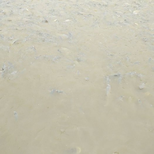 佛山淡水银鳕鱼 人工养殖 