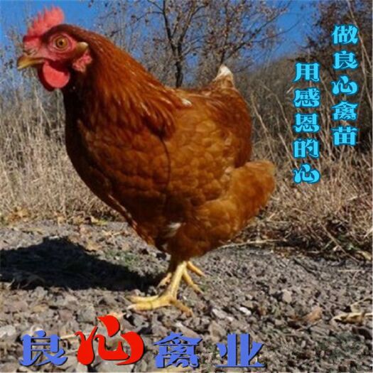 衡阳海兰褐壳蛋鸡基地直卖蛋鸡苗红毛蛋鸡苗绿壳蛋鸡苗三黄鸡苗土鸡苗