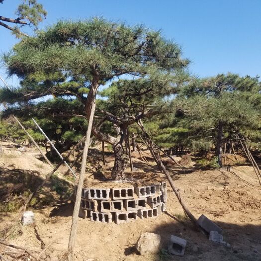 造型松樹 精品