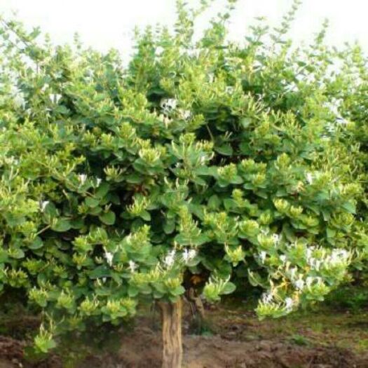 巨鹿县树形金银花 10公分以下 
