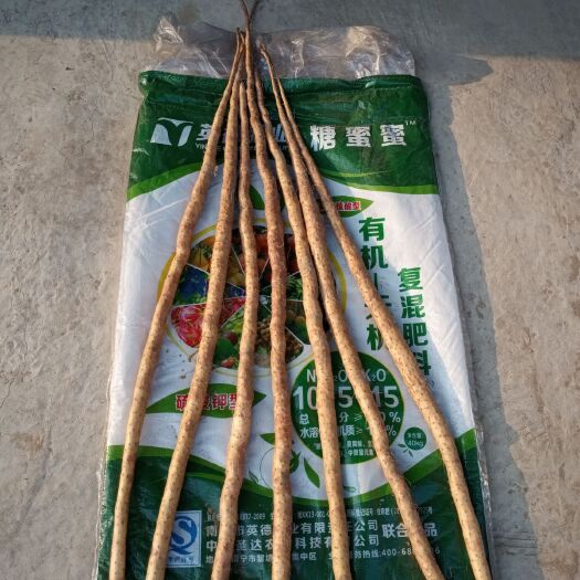 无极县小白嘴白山药 40~50cm 