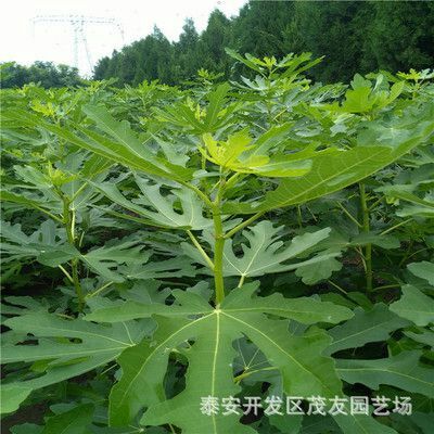 平邑县红心无花果苗 