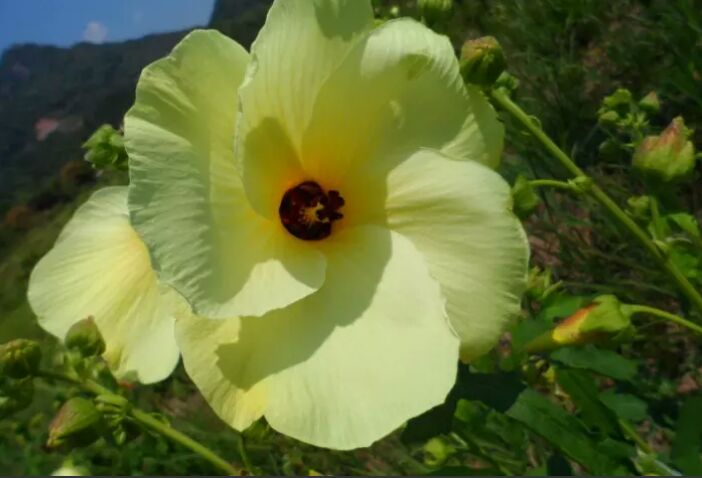 菜芙蓉种子 精品种子，金花葵种子 需要的联系   吆五吆零九三六五四六三