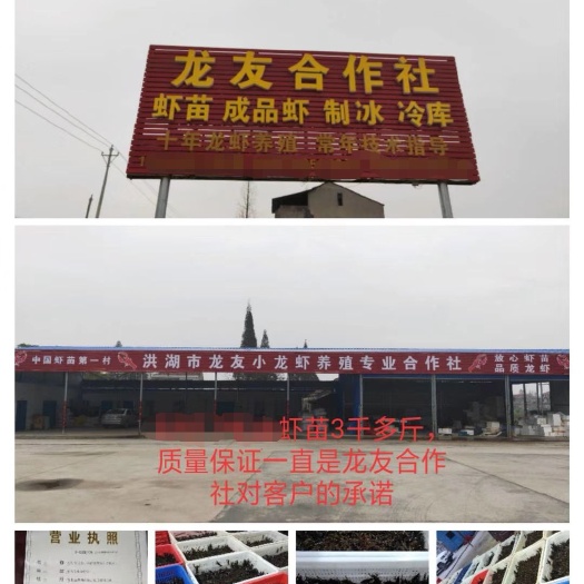 洪湖市龙虾苗