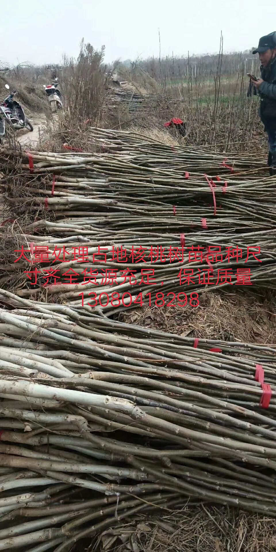 薄皮核桃苗 