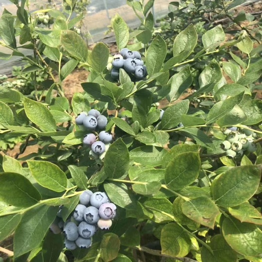 哈尔滨123苹果树苗 2.0~2.5米 