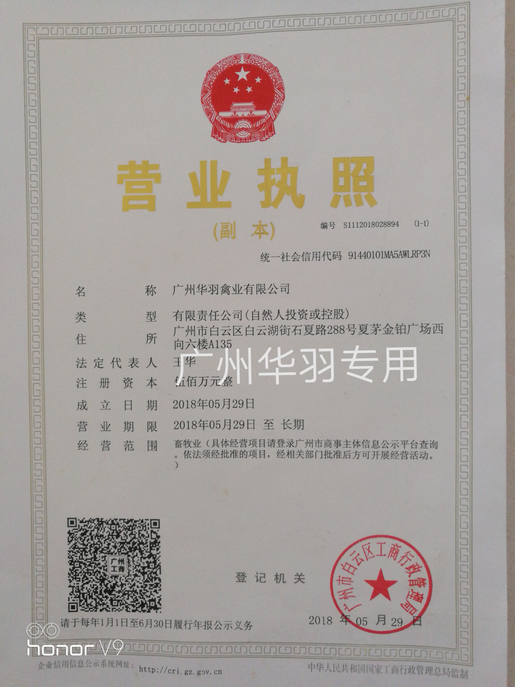 快大黄鸡苗  新陂麻公鸡苗 快达麻鸡苗 肉鸡苗 厂家直销 诚信经营