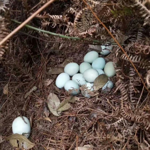 抚州土鸡蛋 孵化 散装 