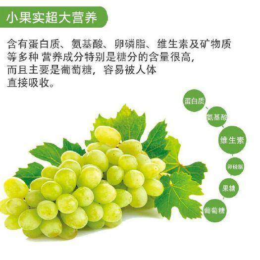 平邑县阳光玫瑰葡萄苗