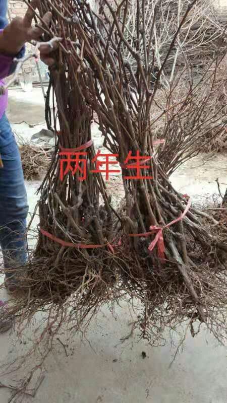西安户太八号葡萄苗 