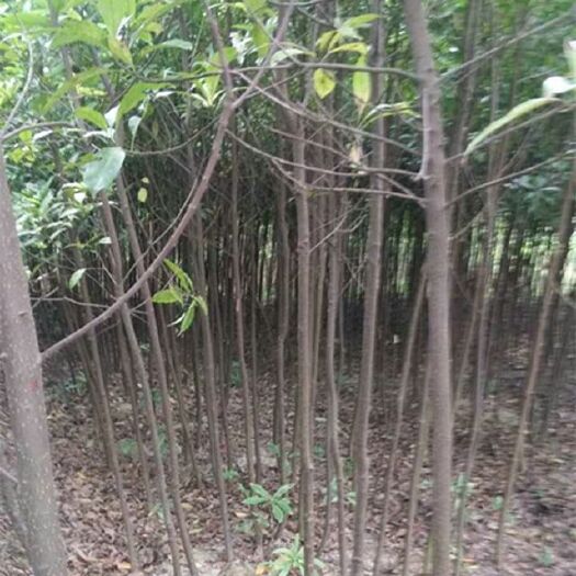 浏阳市木荷种子 
